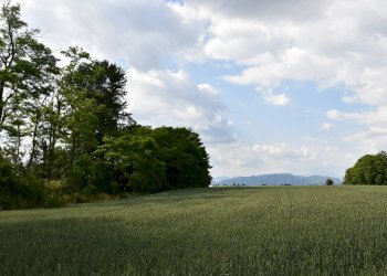 Foto 17 - Terreno agricolo via della vittoria, Aicurzio - foto 17