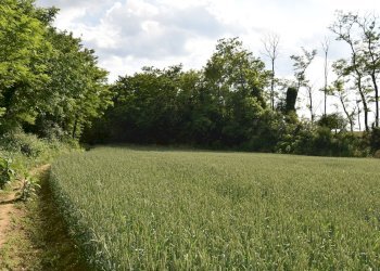 Foto 19 - Terreno agricolo via della vittoria, Aicurzio - foto 19