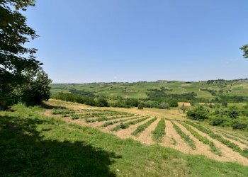 Foto 13 - Azienda agricola Roma
 
8, Rovescala - foto 13