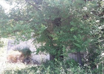 Foto 3 - Terreno edificabile Contrada Colle Serra, Serramonacesca - foto 3