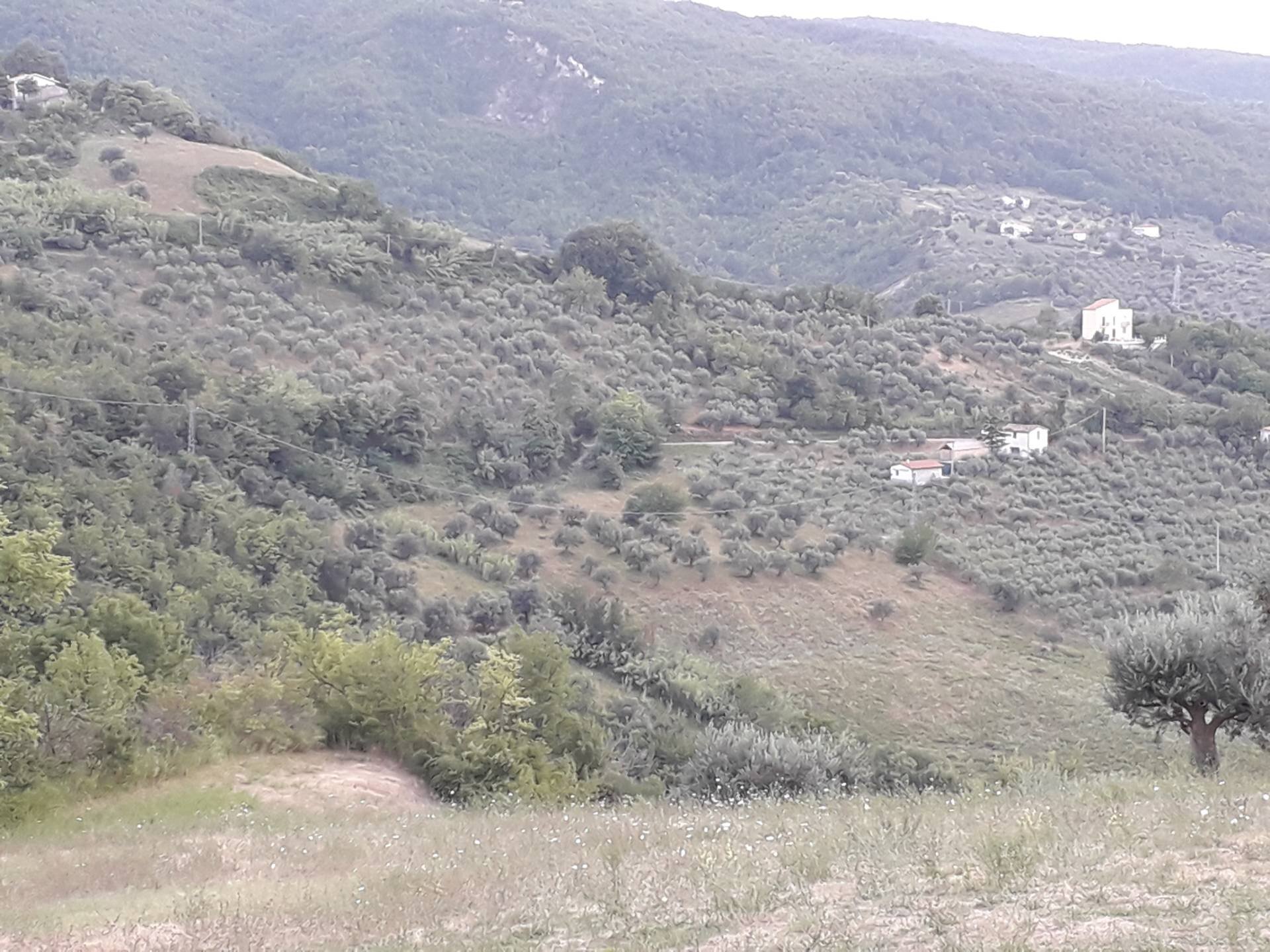 Foto 3 - Terreno agricolo Contrada San Gennaro, Serramonacesca - foto 3