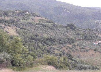 Foto 5 - Terreno agricolo Contrada San Gennaro, Serramonacesca - foto 5