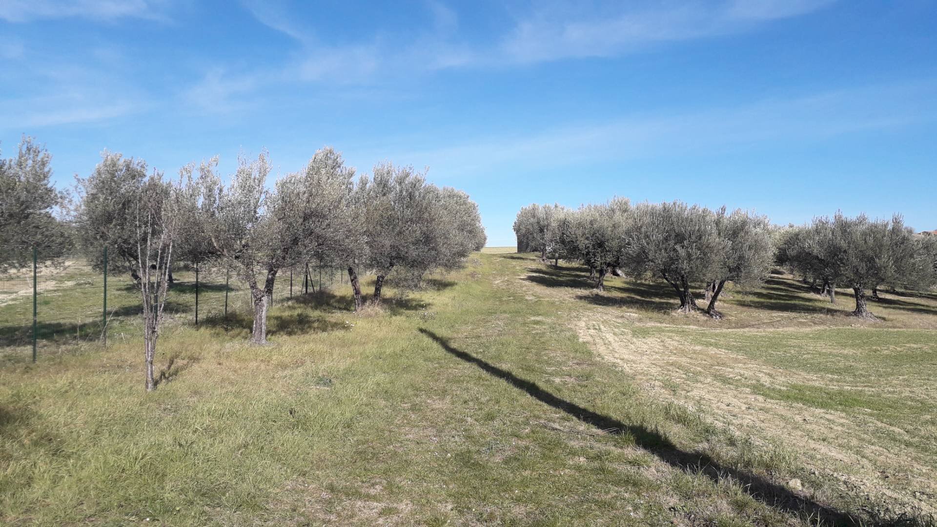 Foto 3 - Terreno agricolo Via S.Antonio, Alanno - foto 3