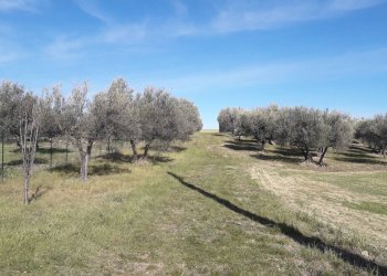 Foto 3 - Terreno agricolo Via S.Antonio, Alanno - foto 3