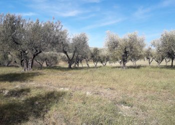 Foto 4 - Terreno agricolo Via S.Antonio, Alanno - foto 4