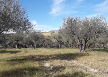 Foto 5 - Terreno agricolo Via S.Antonio, Alanno - foto 5