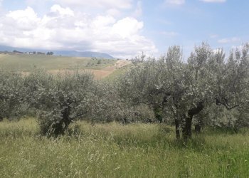 Foto 2 - Terreno edificabile Via Prati, Alanno - foto 2