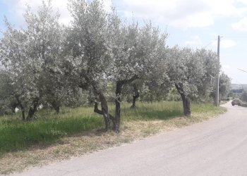 Foto 3 - Terreno edificabile Via Prati, Alanno - foto 3