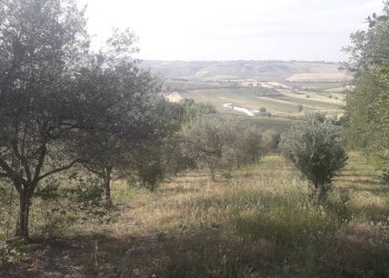 Foto 8 - Terreno agricolo Via Colle Rotondo, Alanno - foto 8