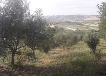 Foto 9 - Terreno agricolo Via Colle Rotondo, Alanno - foto 9