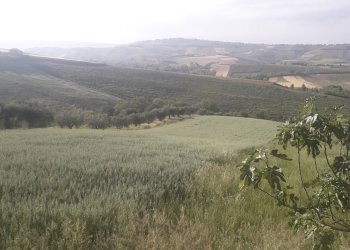 Foto 10 - Terreno agricolo Via Colle Rotondo, Alanno - foto 10