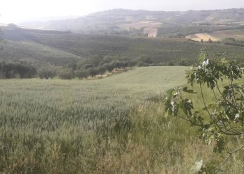 Foto 11 - Terreno agricolo Via Colle Rotondo, Alanno - foto 11