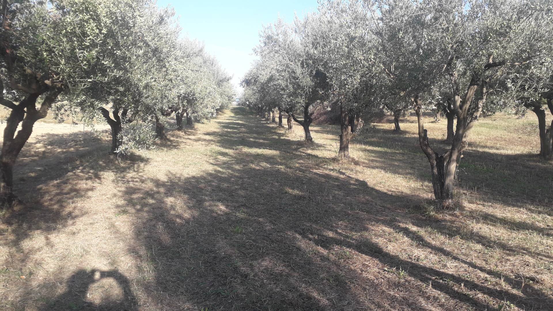 Foto 1 - Agricultural land Via Belvedere, Turrivalignani - photo 1