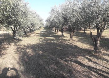 Foto 1 - Terreno agricolo Via Belvedere, Turrivalignani - foto 1