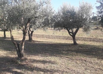 Foto 2 - Terreno agricolo Via Belvedere, Turrivalignani - foto 2