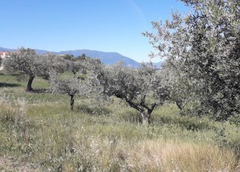 Foto 3 - Terreno agricolo Via Belvedere, Turrivalignani - foto 3