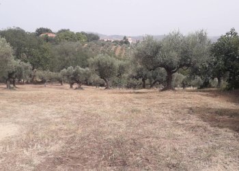 Foto 3 - Terreno edificabile Via Stella, Cepagatti - foto 3