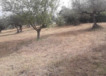 Foto 7 - Terreno edificabile Via Stella, Cepagatti - foto 7