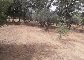 Foto 8 - Terreno edificabile Via Stella, Cepagatti - foto 8