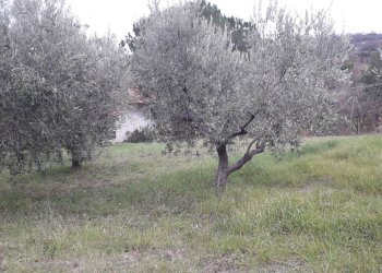 Foto 19 - Casa indipendente Via dei Legnini, Roccamontepiano - foto 19