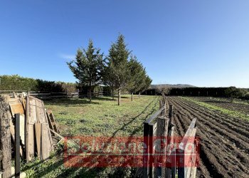 Foto 17 - Villa Contrada Sardoni, Minervino Murge - foto 17