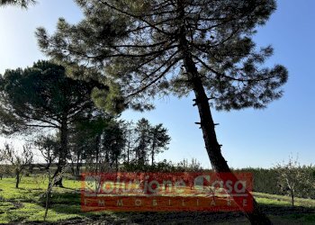 Foto 21 - Villa Contrada Sardoni, Minervino Murge - foto 21