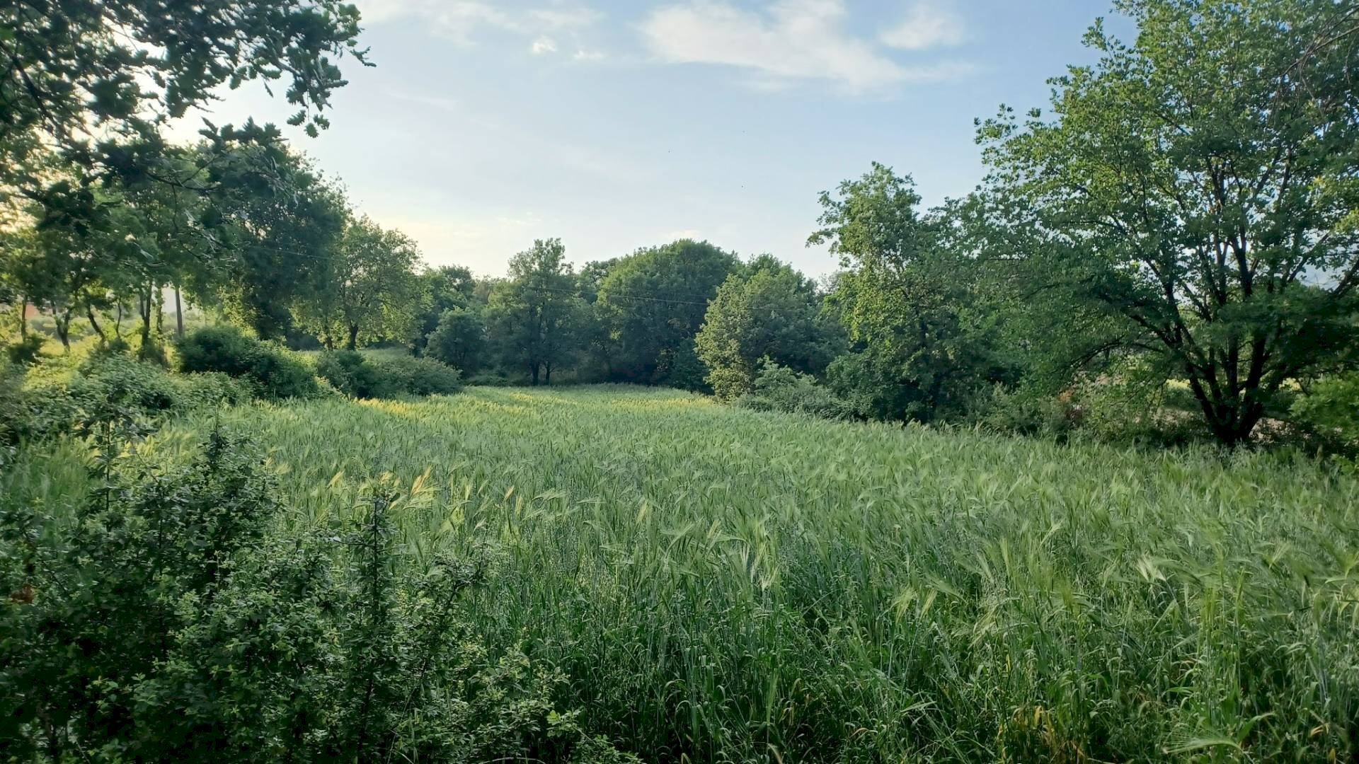 Foto 1 - Terreno agricolo via celma, Amaseno - foto 1