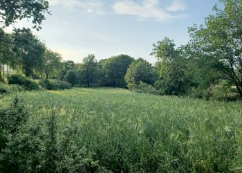 Foto 1 - Terreno agricolo via celma, Amaseno - foto 1