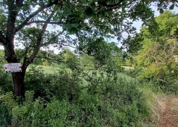 Foto 2 - Terreno agricolo via celma, Amaseno - foto 2