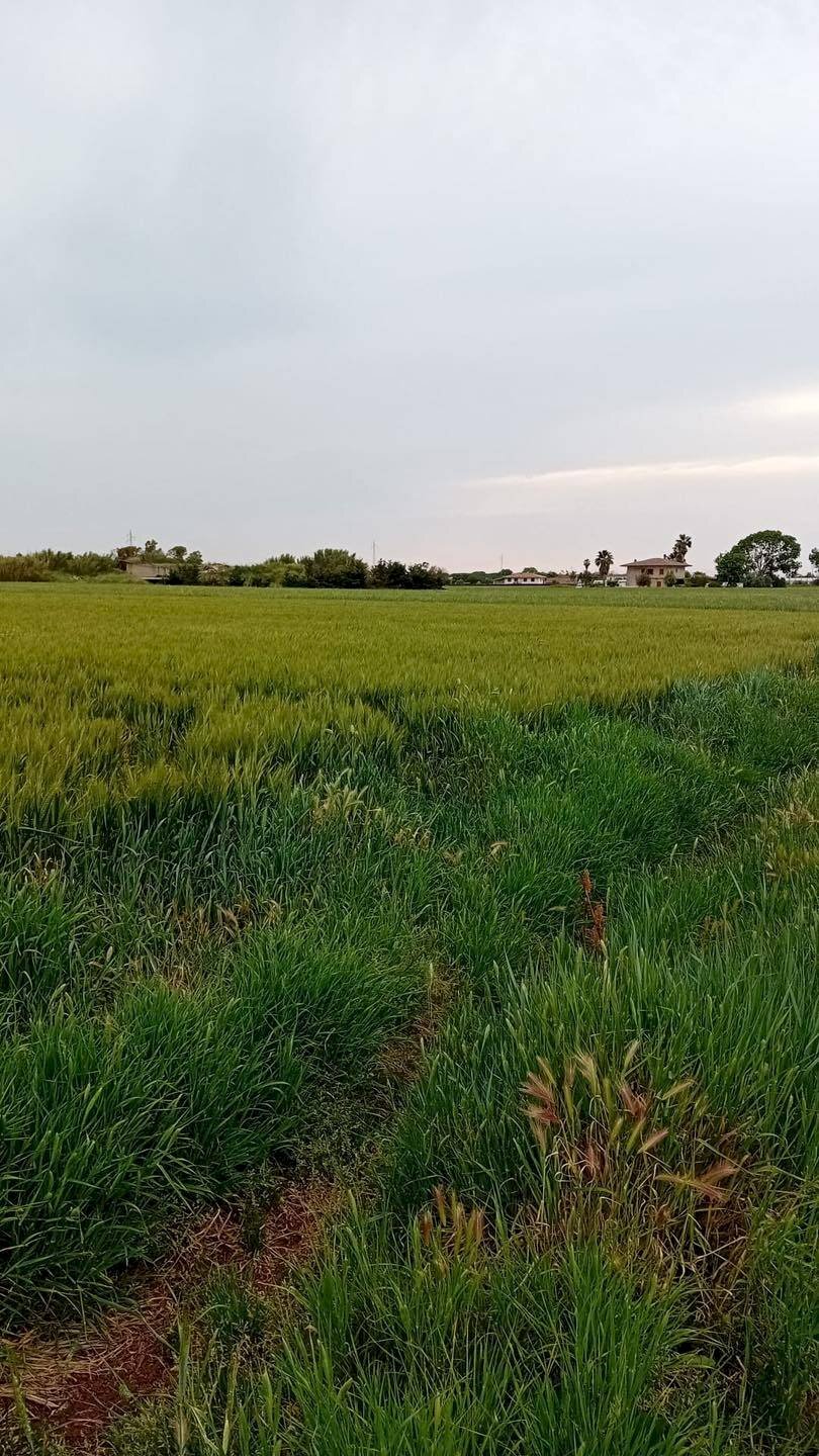 Foto 1 - Terreno agricolo via appia km 95, 313, Terracina - foto 1