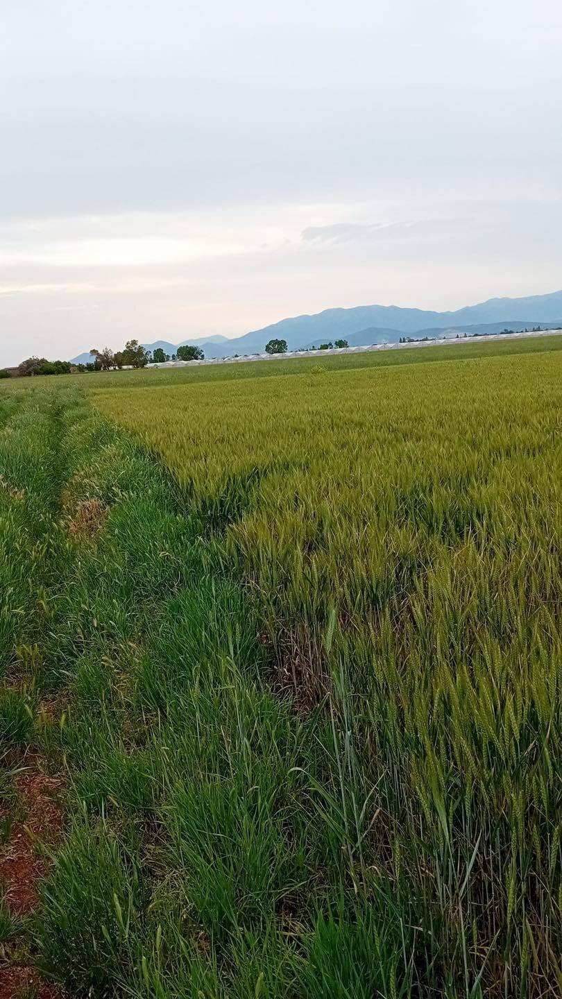 Foto 3 - Terreno agricolo via appia km 95, 313, Terracina - foto 3