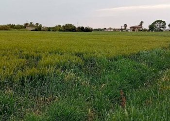 Foto 1 - Terreno agricolo via appia km 95, 313, Terracina - foto 1