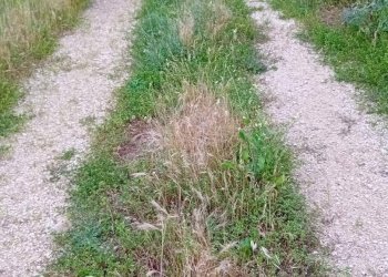 Foto 4 - Terreno agricolo via appia km 95, 313, Terracina - foto 4