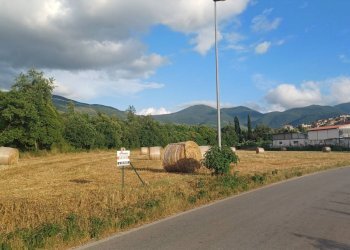 Foto 4 - Terreno agricolo località Pantano, Amaseno - foto 4