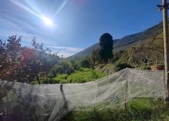 Foto 11 - Casa indipendente Contrada Vignali, Vallecorsa - foto 11