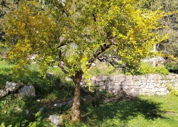 Foto 19 - Casa indipendente Contrada Vignali, Vallecorsa - foto 19