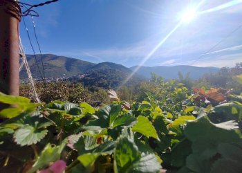 Foto 30 - Casa indipendente Contrada Vignali, Vallecorsa - foto 30