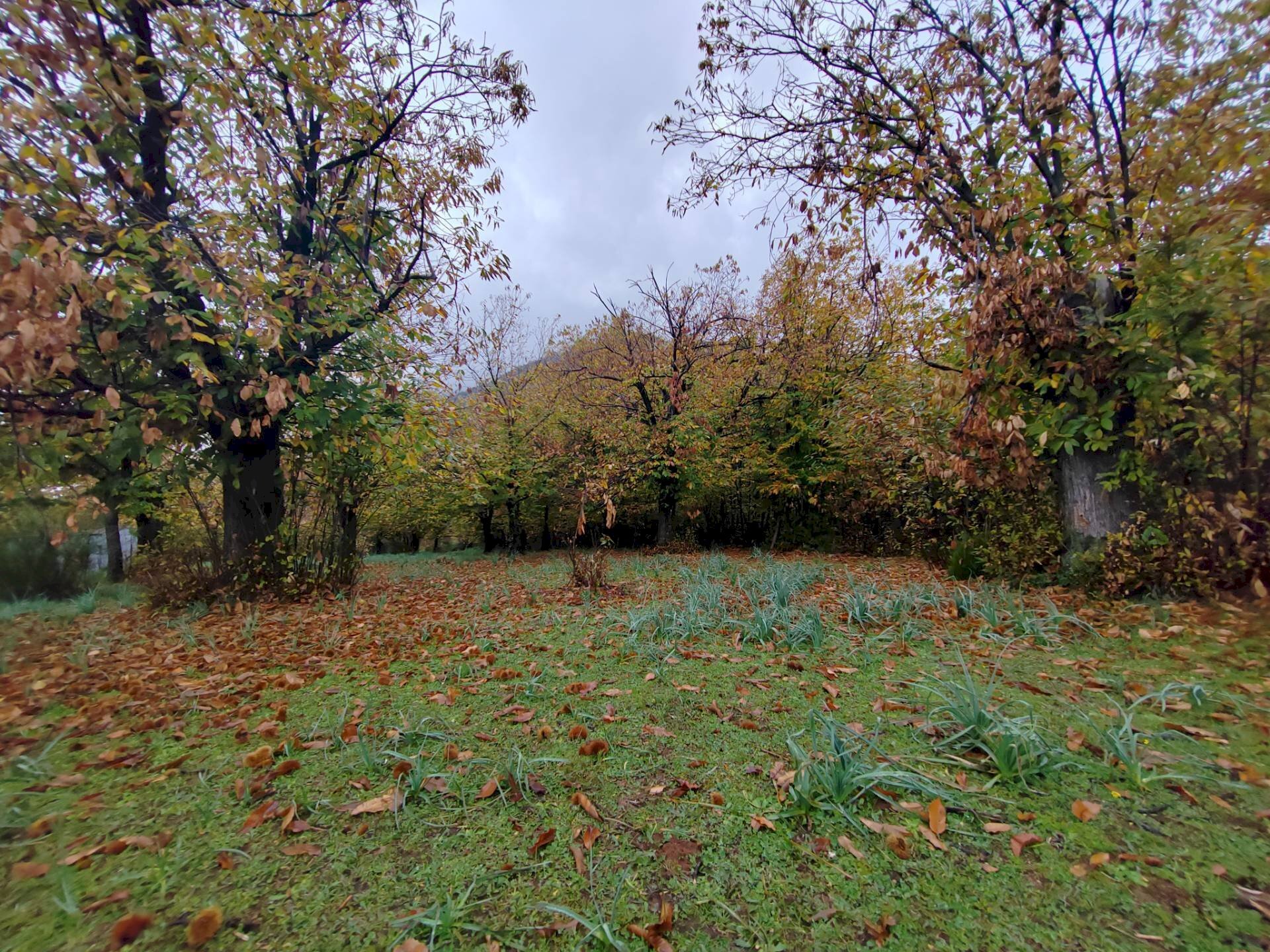 Foto 2 - Terreno agricolo Contrada Acquamora, Maenza - foto 2