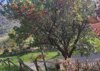 Foto 10 - Villa Via Monte Acuto
 
41, Maenza - foto 10