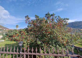 Foto 47 - Villa Via Monte Acuto
 
41, Maenza - foto 47