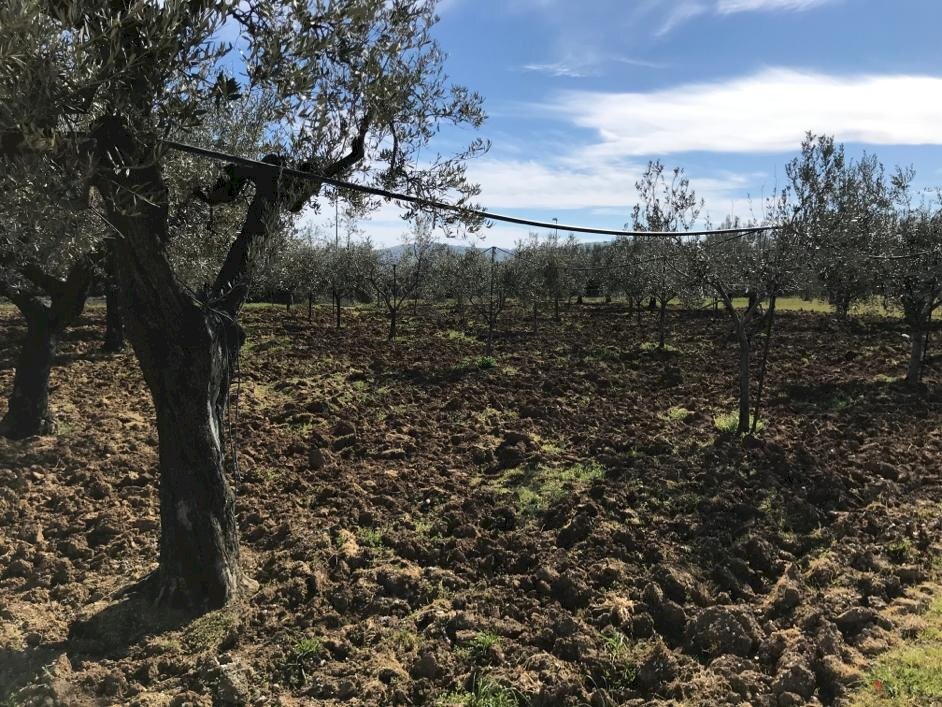 Foto 2 - Terreno agricolo Ripoli, Mosciano Sant'Angelo - foto 2