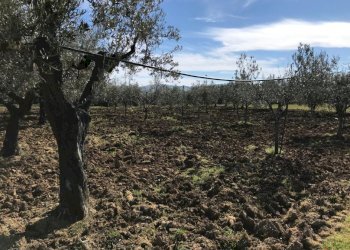 Foto 2 - Terreno agricolo Ripoli, Mosciano Sant'Angelo - foto 2