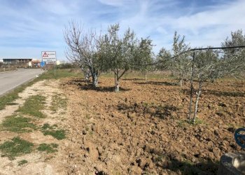 Foto 3 - Terreno agricolo Ripoli, Mosciano Sant'Angelo - foto 3