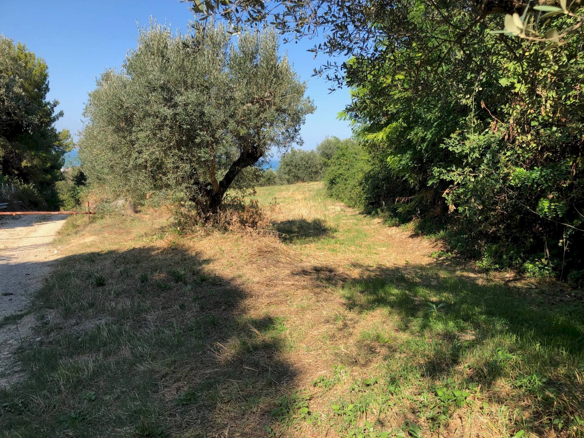 Foto 3 - Terreno edificabile Via Maggi, Mosciano Sant'Angelo - foto 3