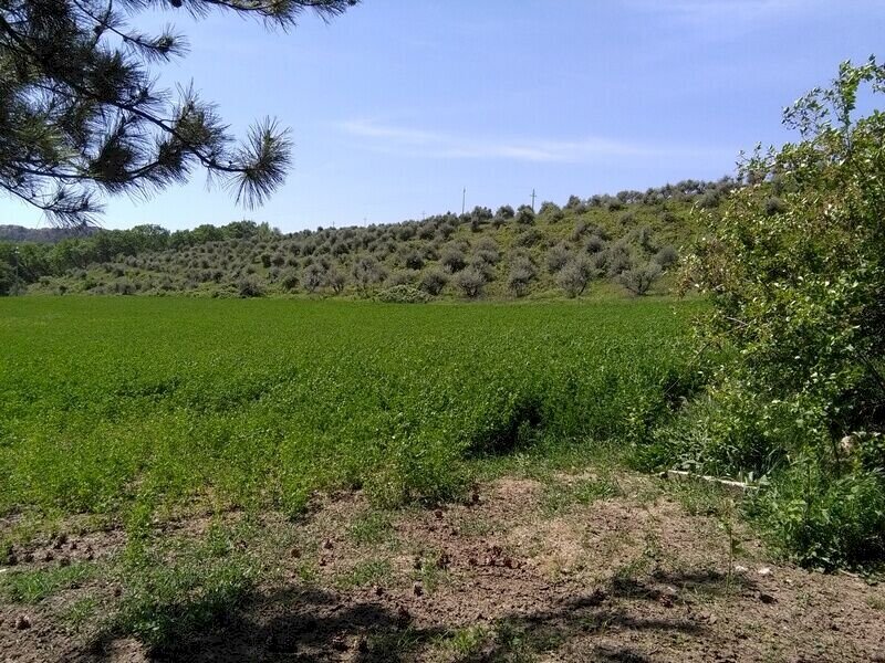 Foto 1 - Terreno agricolo Villa De Luca, Bellante - foto 1