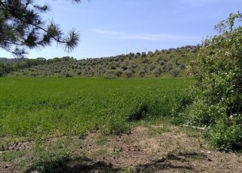 Foto 1 - Terreno agricolo Villa De Luca, Bellante - foto 1