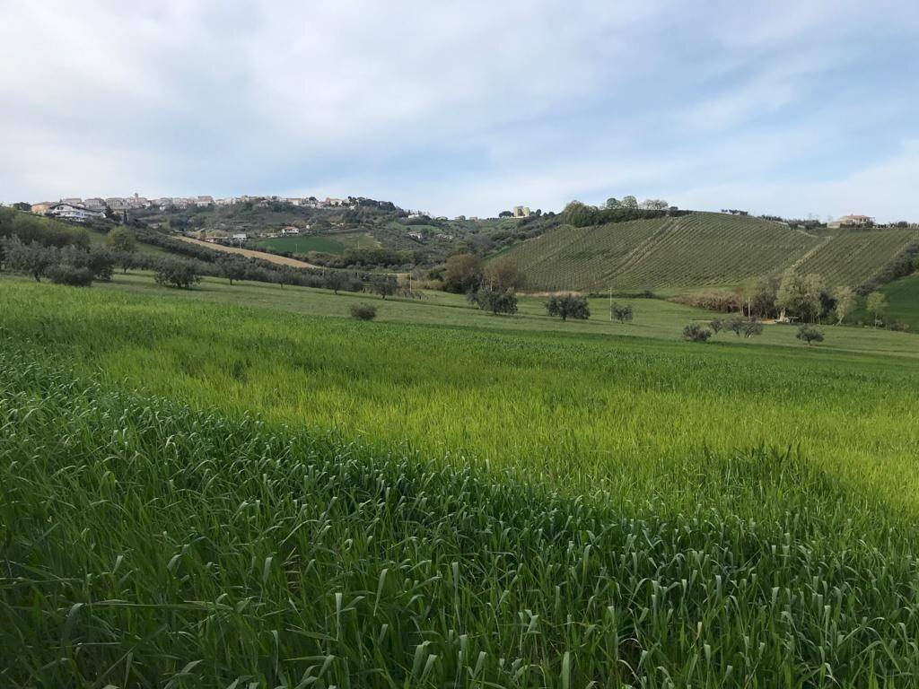 Foto 2 - Terreno agricolo Via Prato
 
5, Tortoreto - foto 2