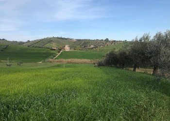 Foto 1 - Terreno agricolo Via Prato
5, Tortoreto - foto 1