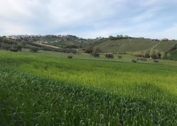 Foto 2 - Terreno agricolo Via Prato
5, Tortoreto - foto 2