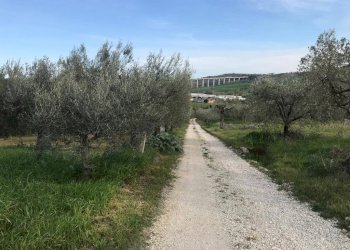 Foto 3 - Terreno agricolo Via Prato
5, Tortoreto - foto 3